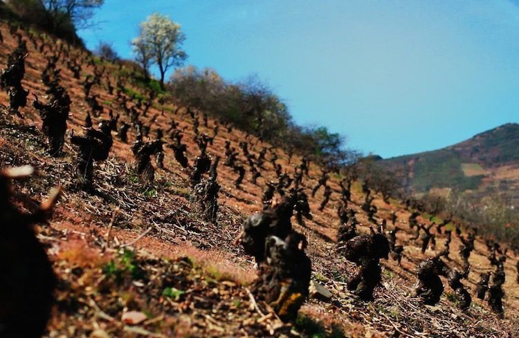Maquina y Tabla - Old gnarly bush-trained vines