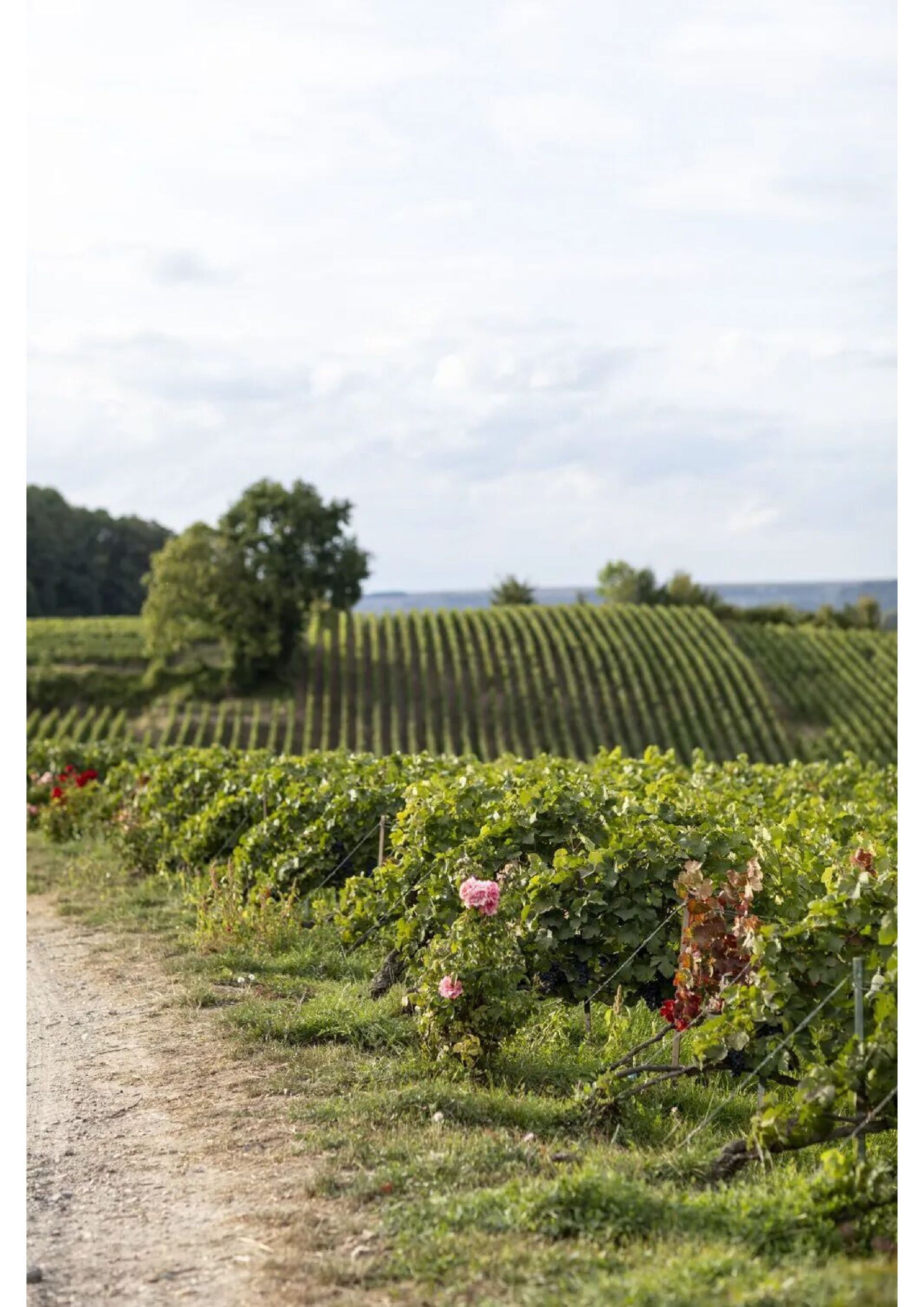 Lelarge-Pugeot vineyard