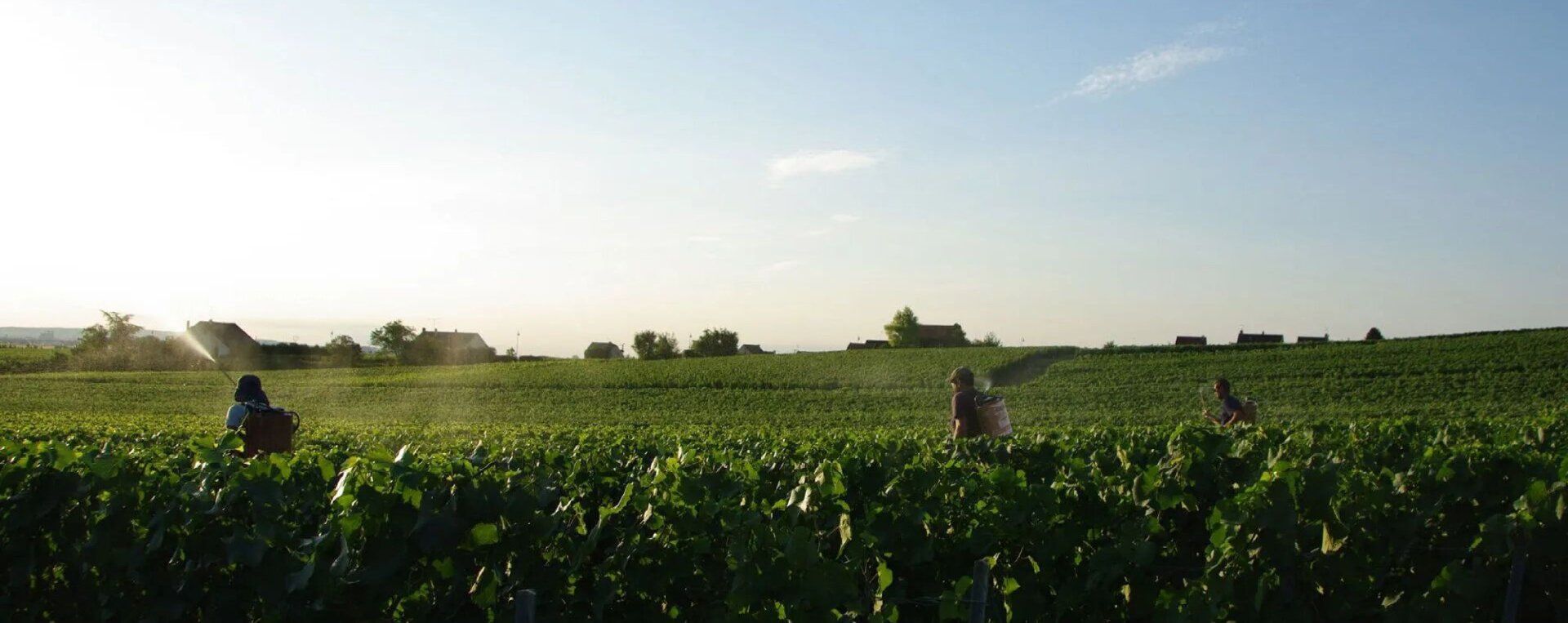 Lelarge-Pugeot vineyard