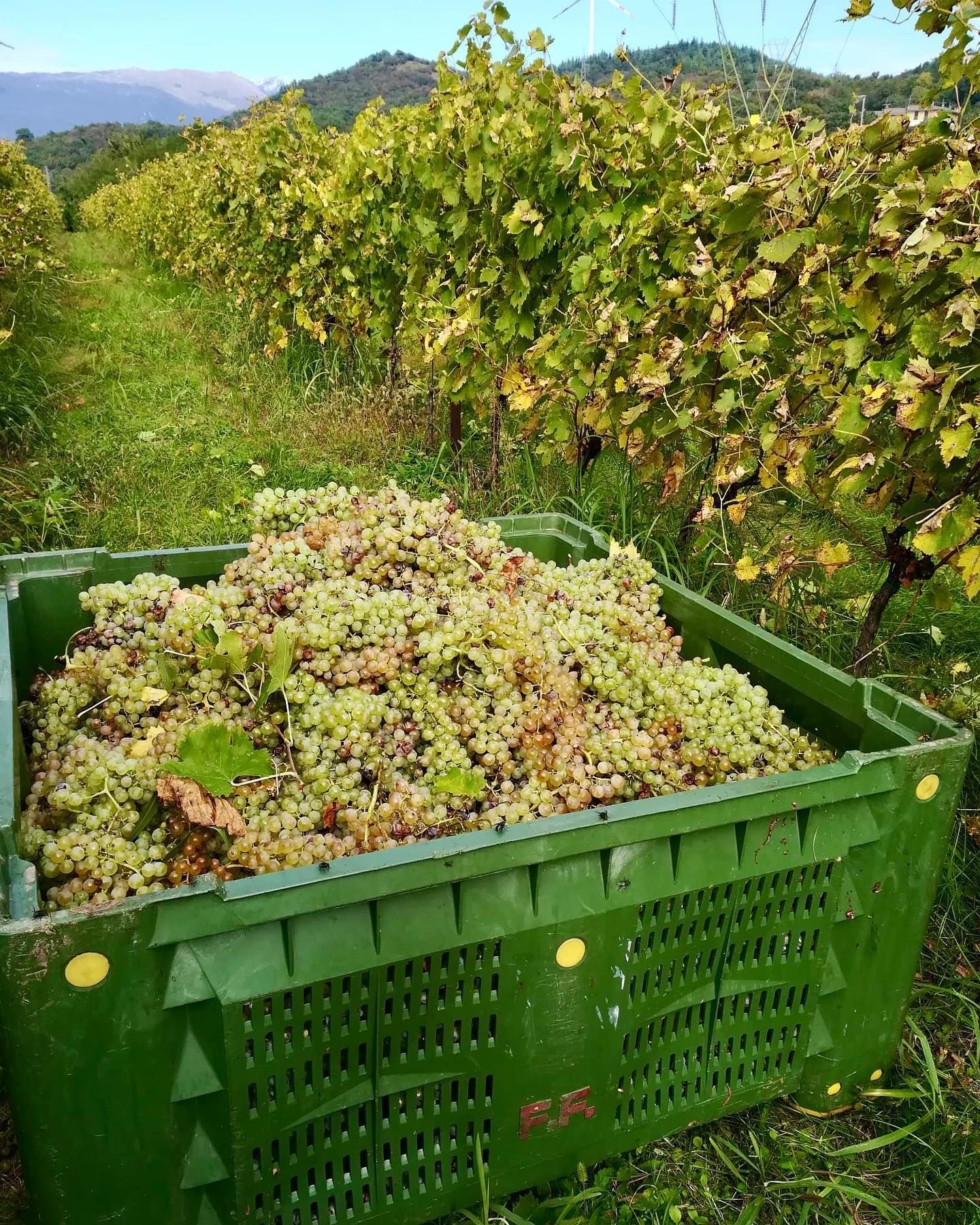 Le Fraghe