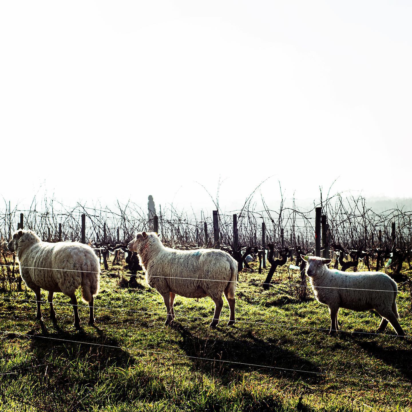 Three sheep grazing in a vineyard with bare vines, at Domaine Belargus