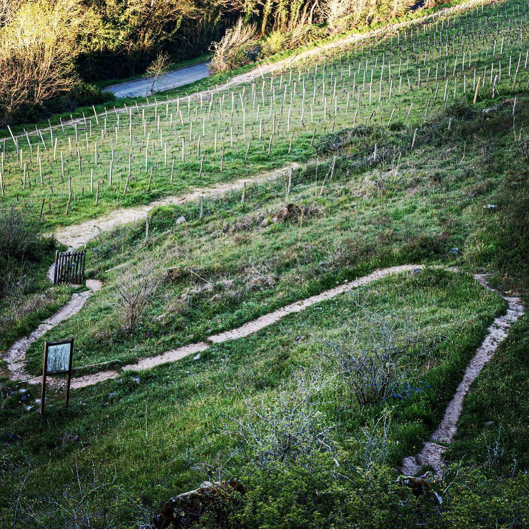 Marco Barba and the Barba Boyz pruning the pergola vines