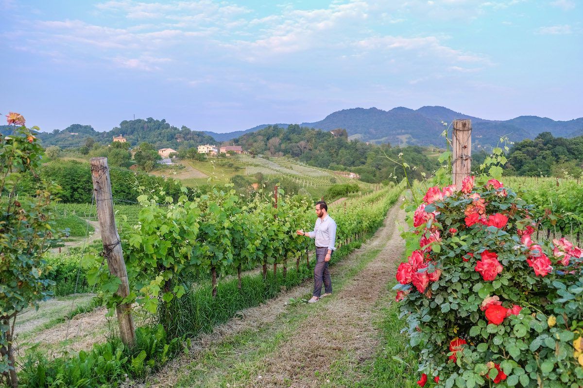 Tenuta Amadio vineyard