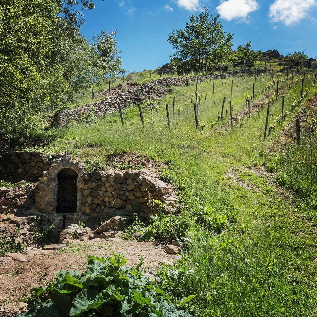 Stone structure with archway at base of hillside vineyard, at Domaine Belargus