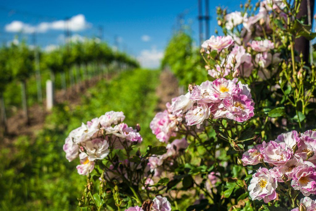 Wild roses in the Zillinger vineyards