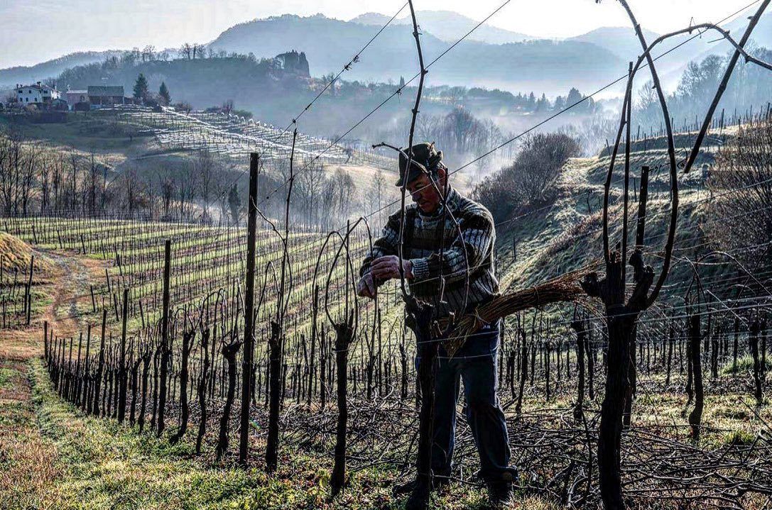 Tenuta Amadio - Vine Training