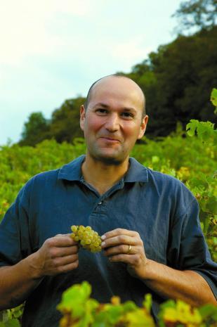 Man in vineyard holding grapes, at Tissot.