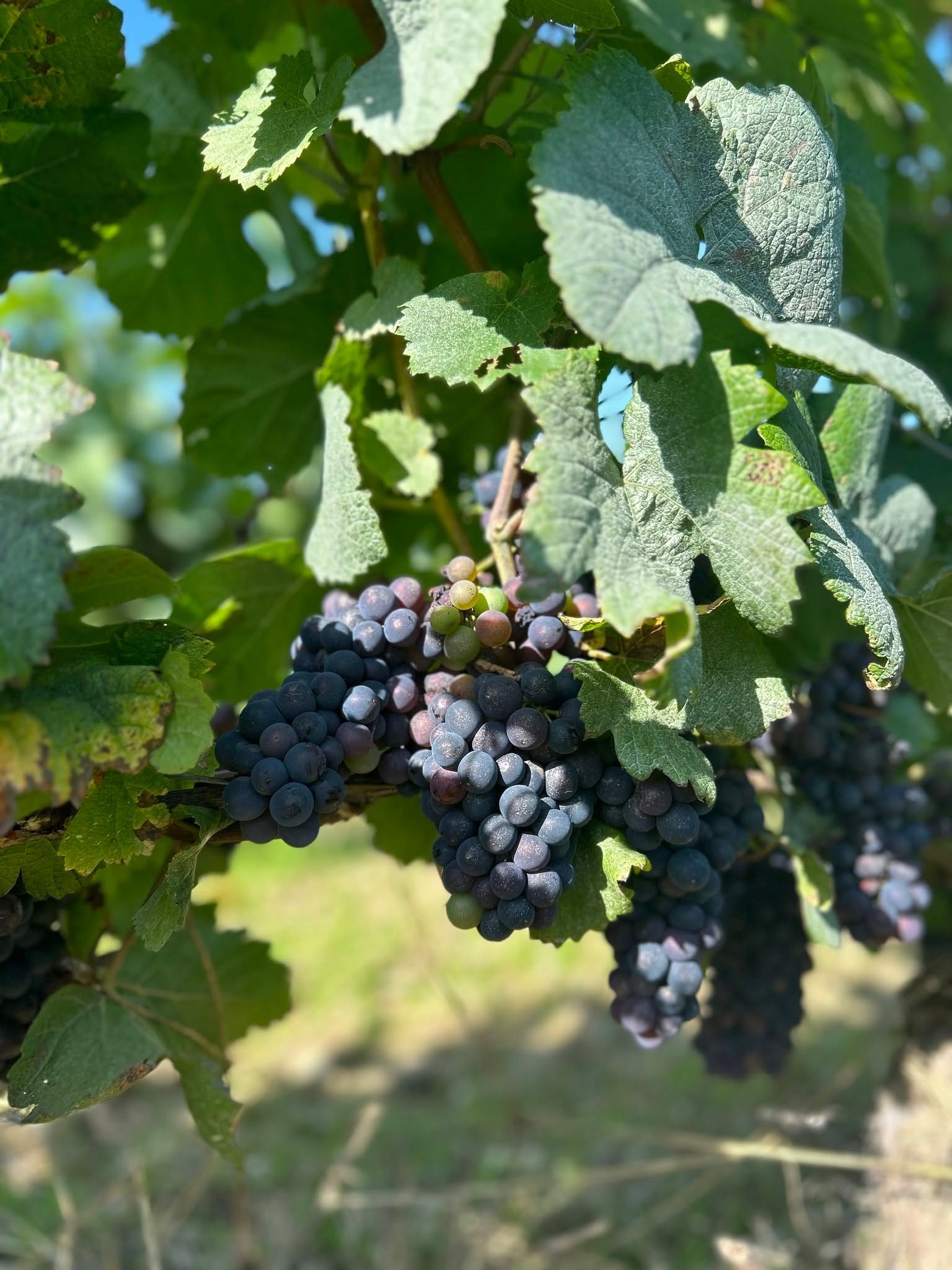 Domaine Bersan