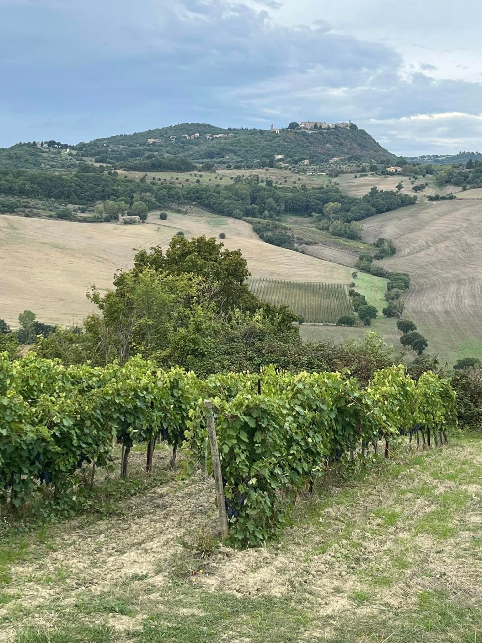 Contucci