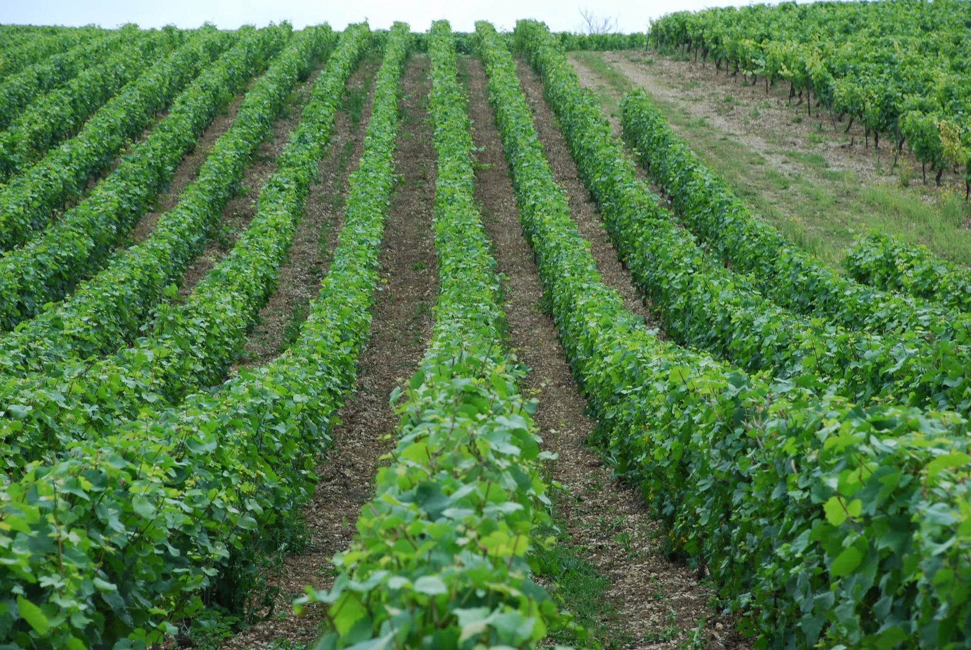 Domaine Bersan