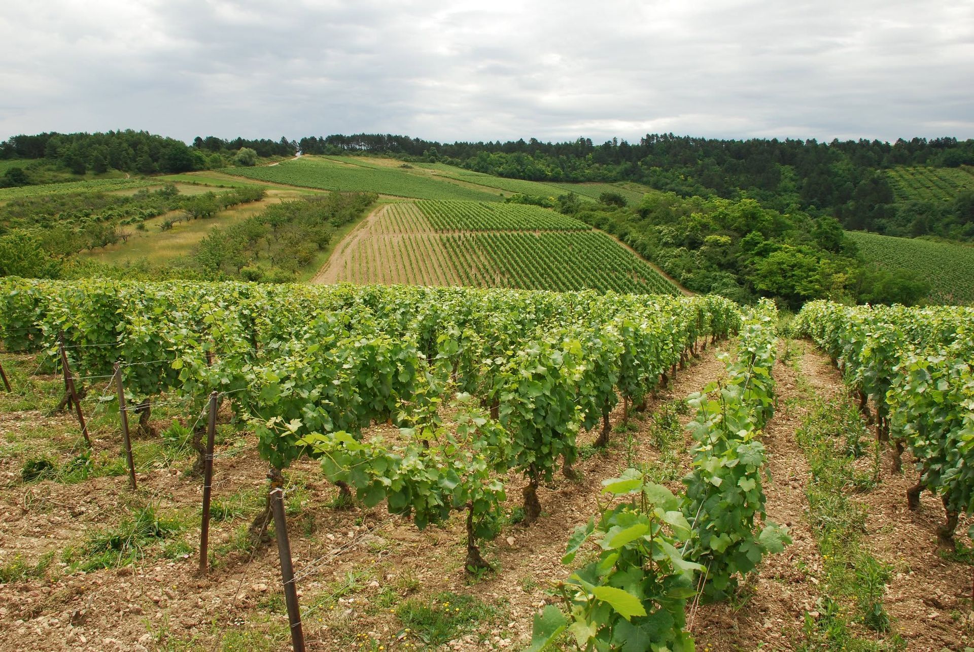 Domaine Bersan