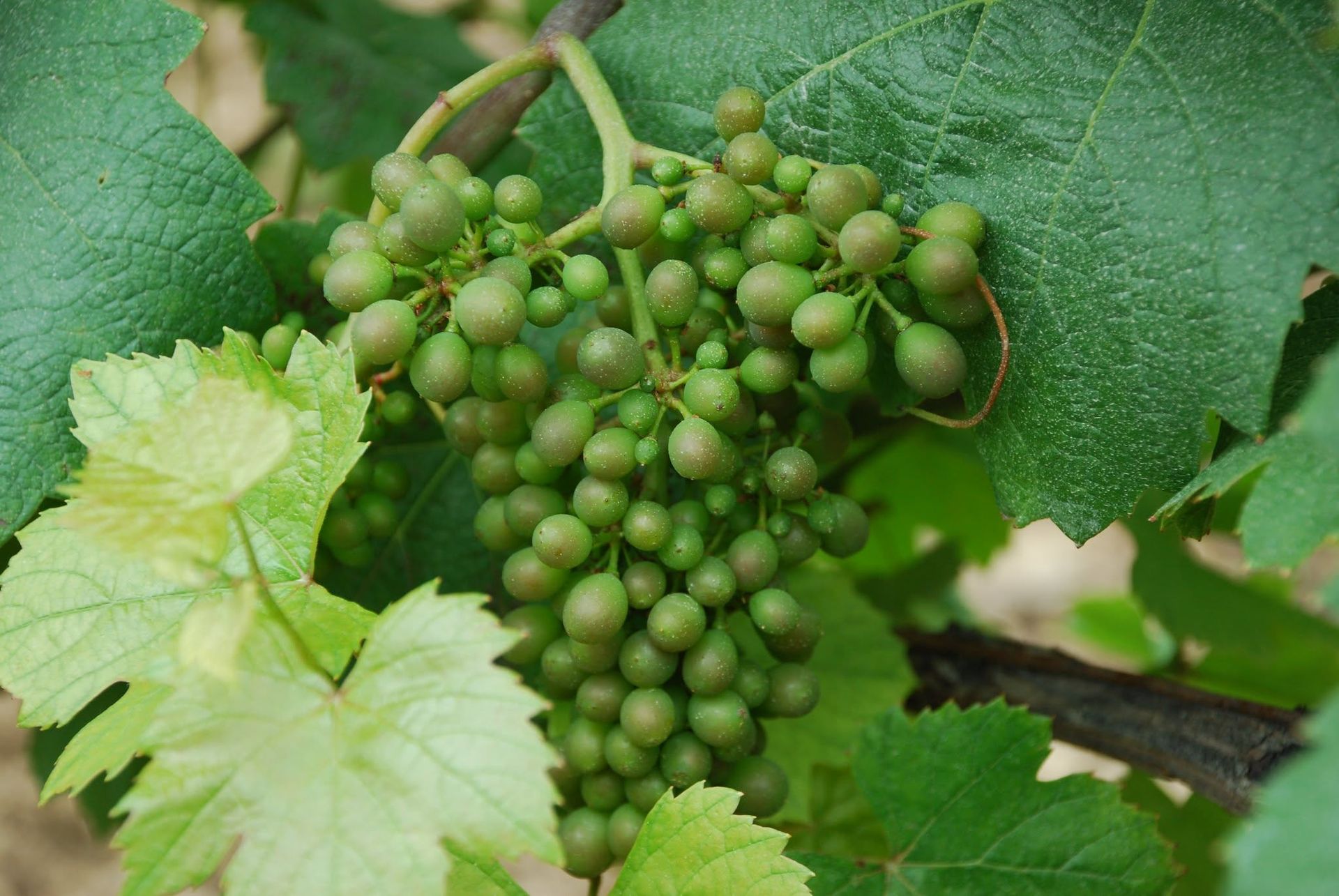 Domaine Bersan