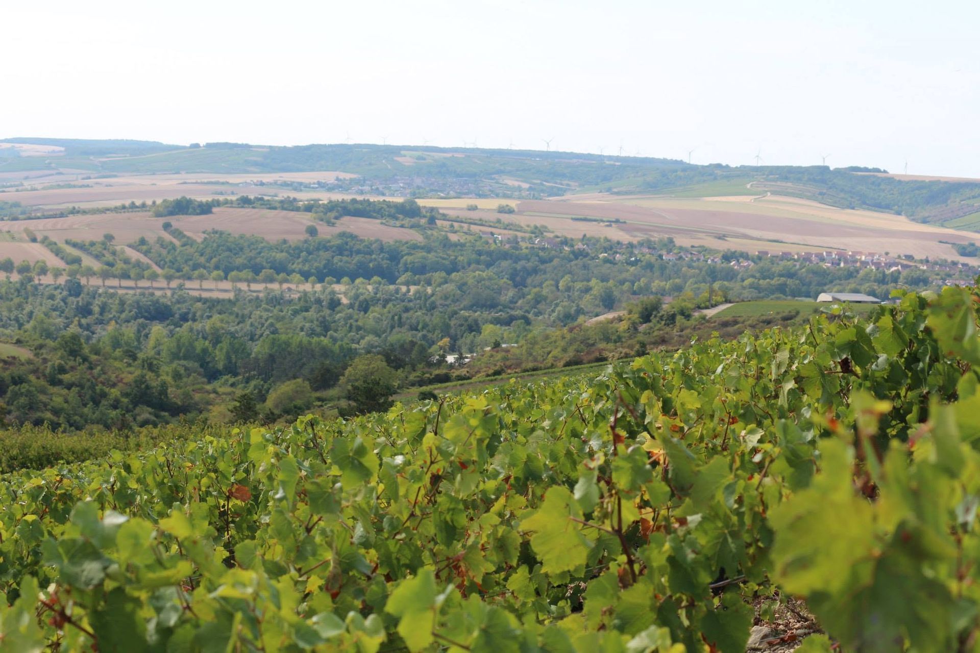 Domaine Bersan