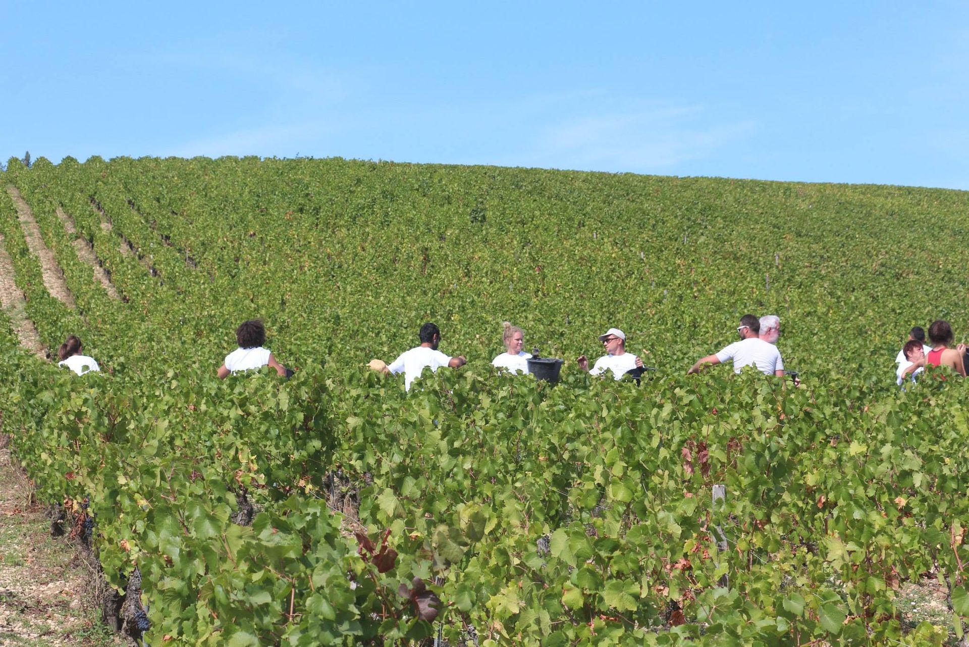 Domaine Bersan