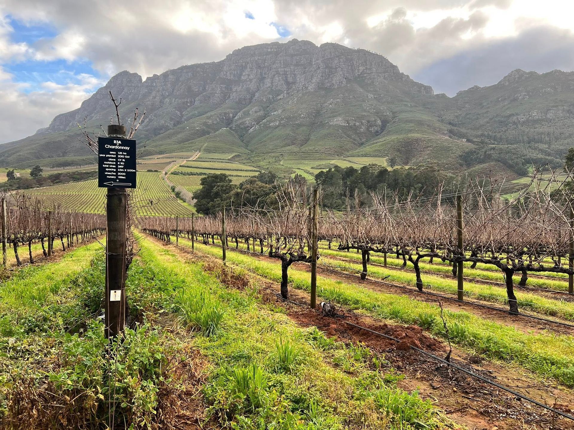 Tokara Estate