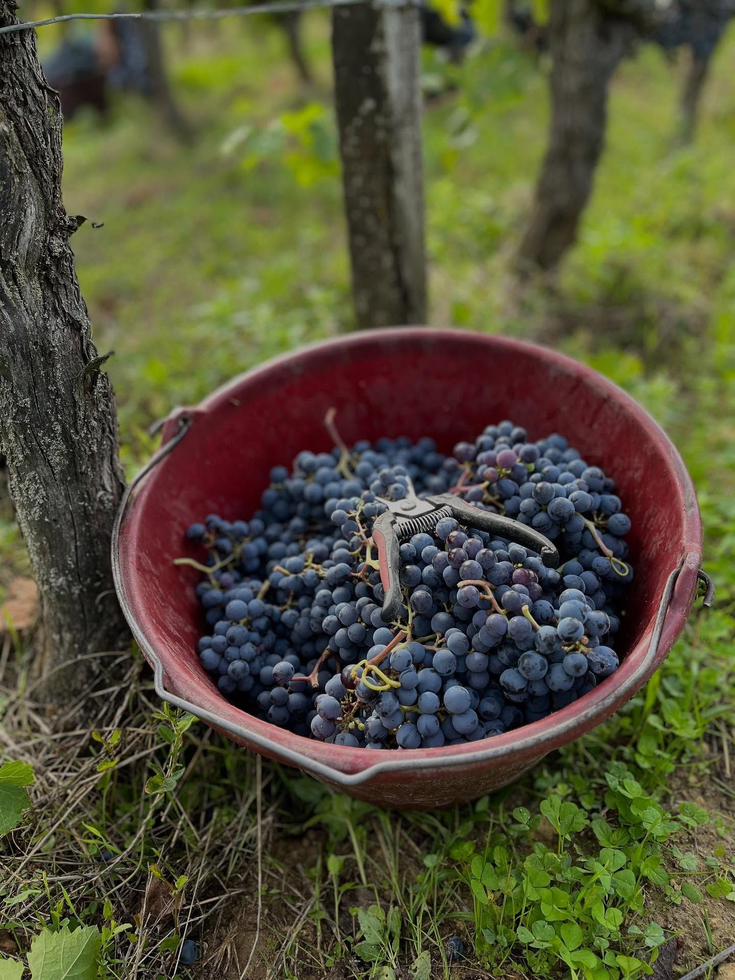 Domaine Olga Raffault