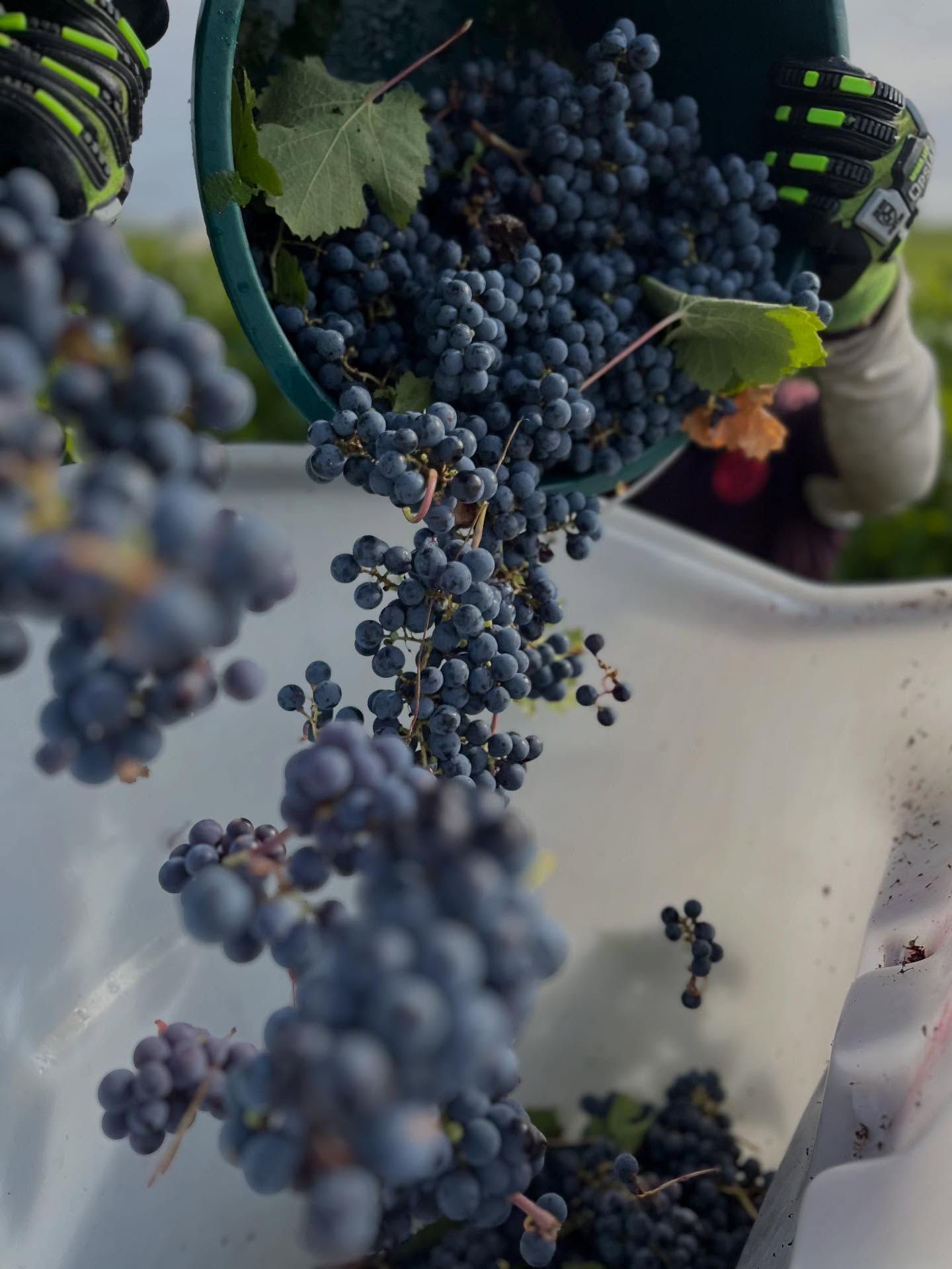 Domaine Olga Raffault