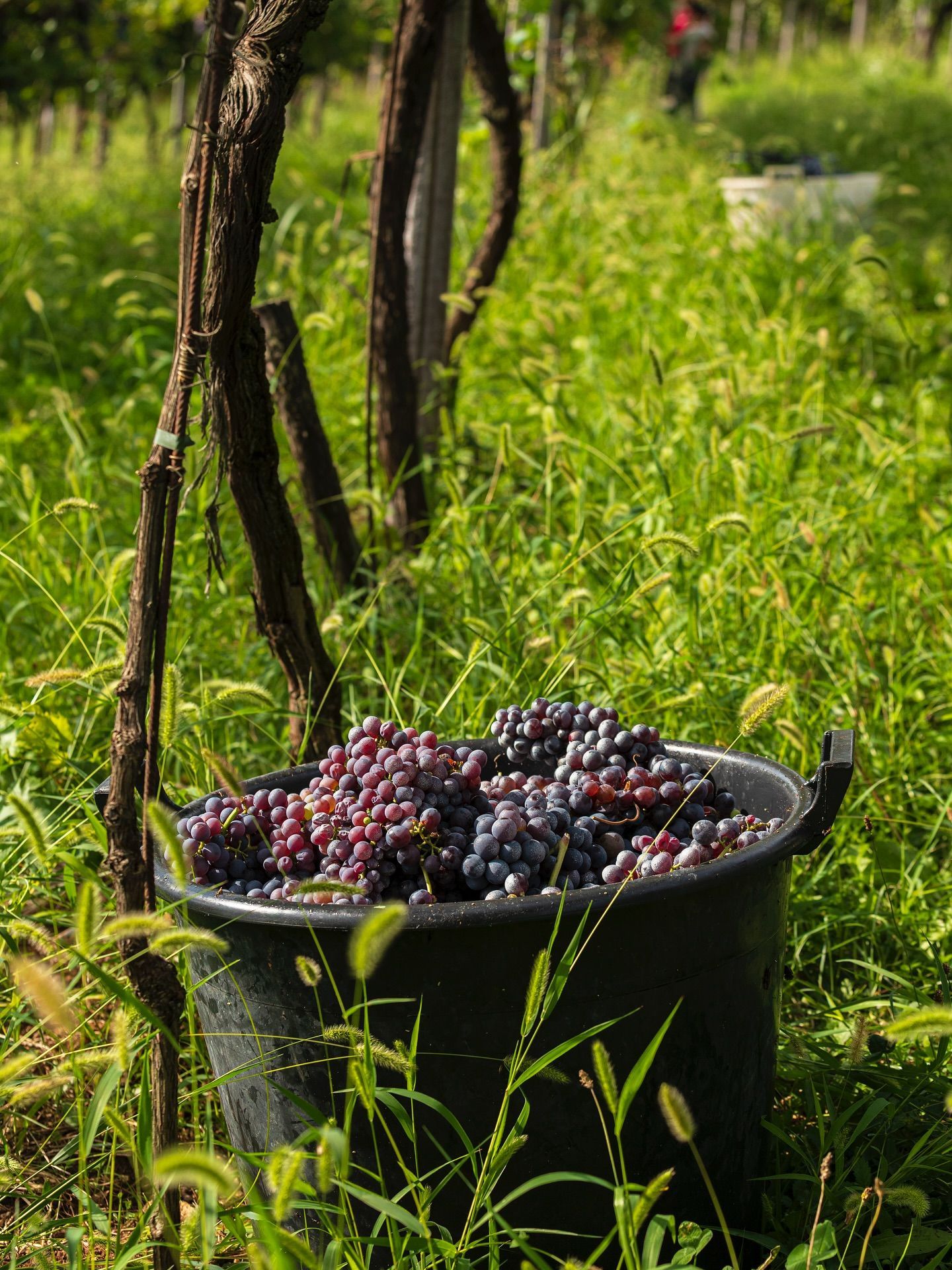 Massimago - Black bucket overflowing with purple grapes in a vineyard, with green foliage and grapevines.