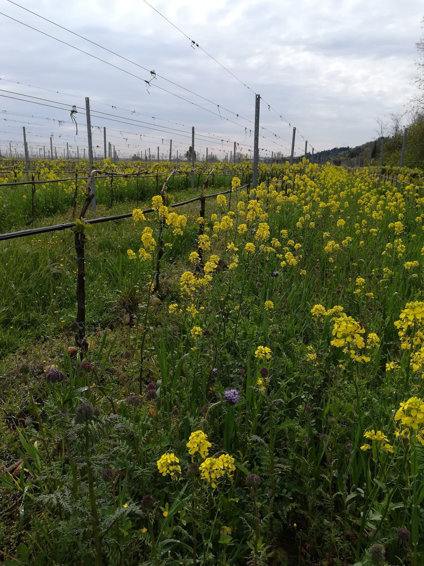 Le Fraghe