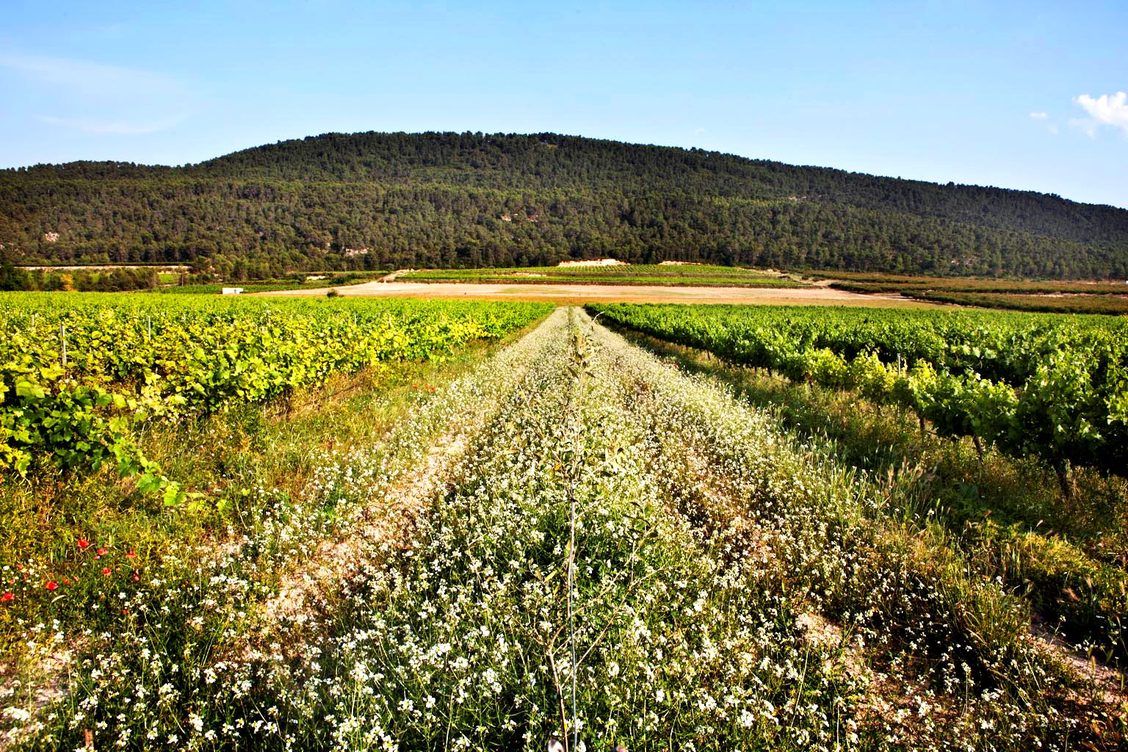Pago Casa Gran - wildflowers and cover crops covering the vineyards