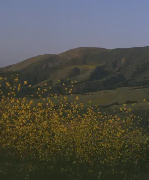 Rolling green hills with yellow wildflowers in the foreground, at Sandhi vineyard