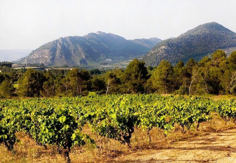 Pago Casa Gran - Vineyards