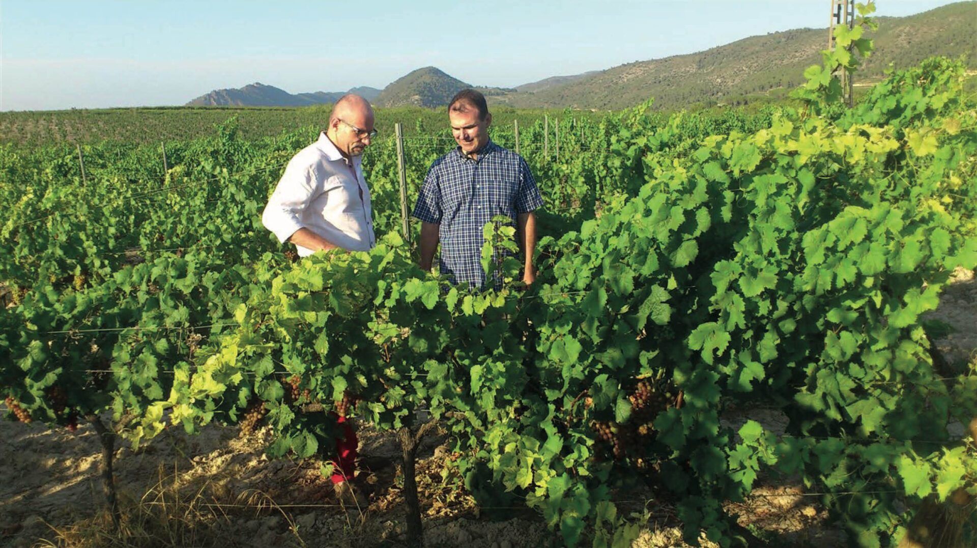 Pago Casa Gran - Carlos Laso in the vineyard