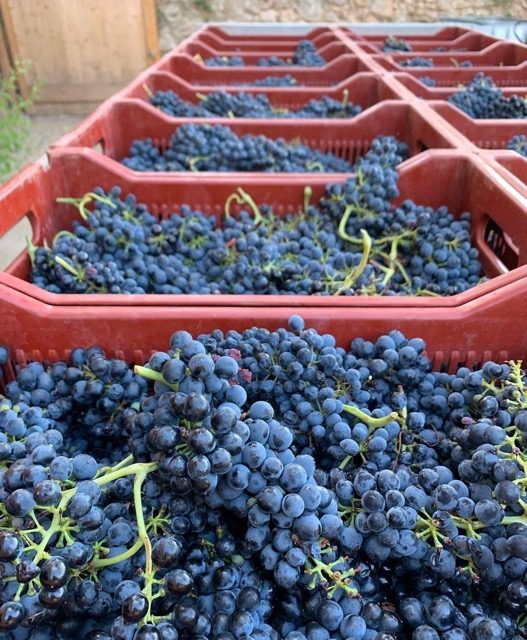 Gilbert & Gaillard´s grapes in crates