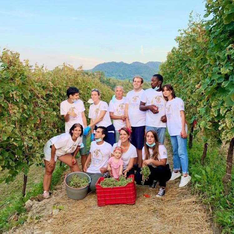 Tenuta Amadio - Grape Harvest