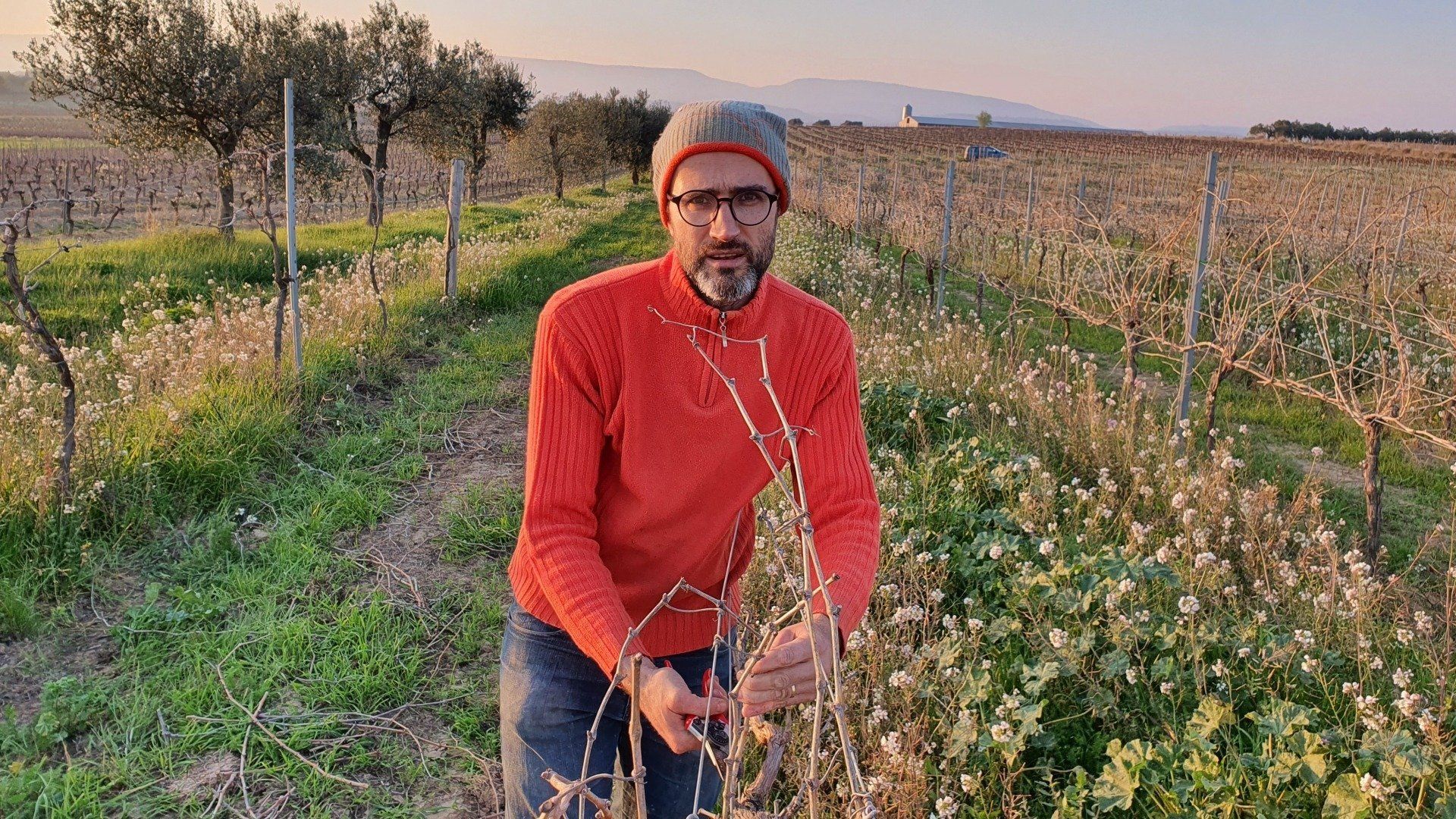 Winemaker holding vines in Azimut vineyard, with trees and fields in background.