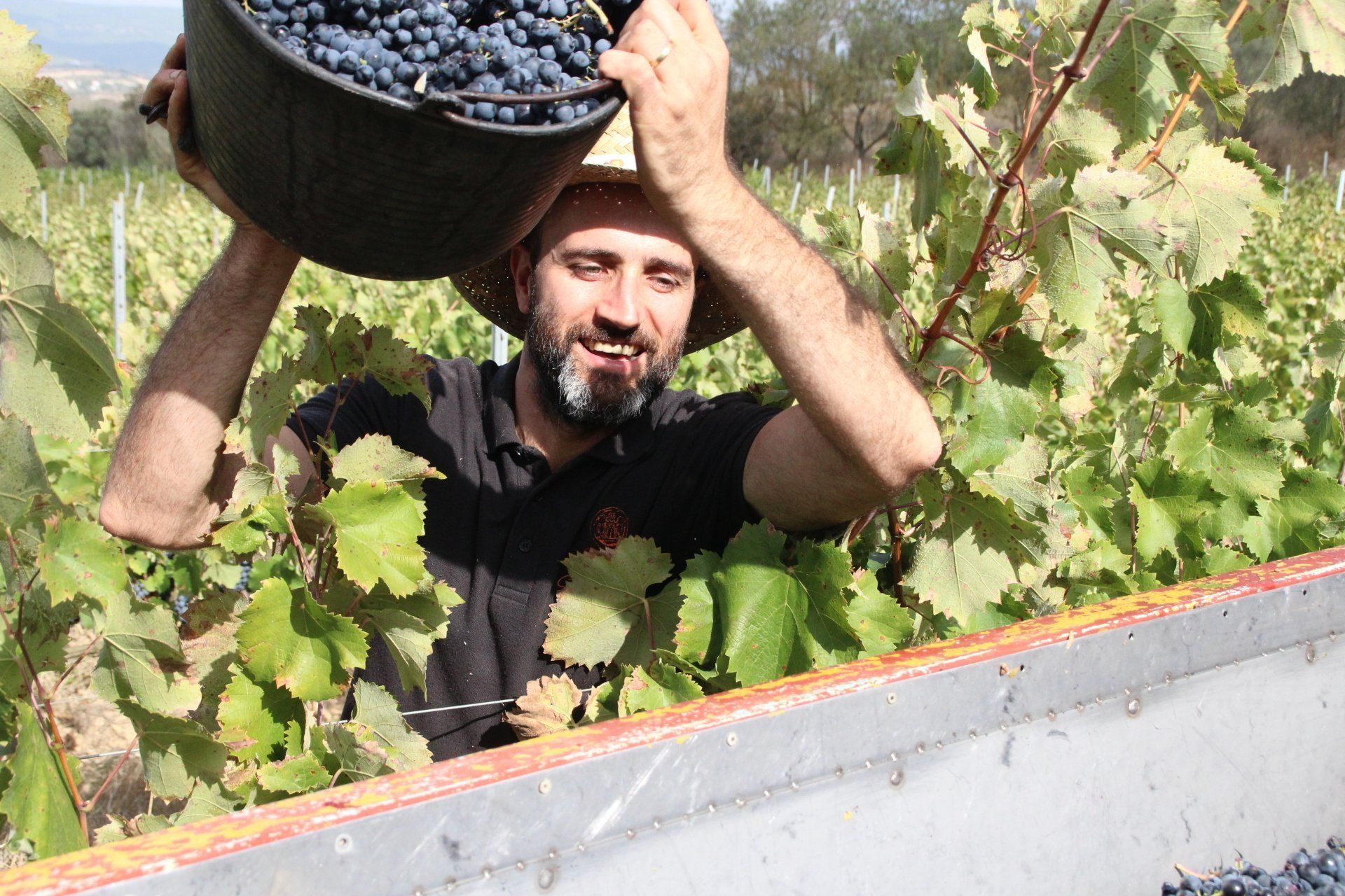 Man in Azimut vineyard, pouring grapes from a bucket into a bin. Green leaves and vines surround him.