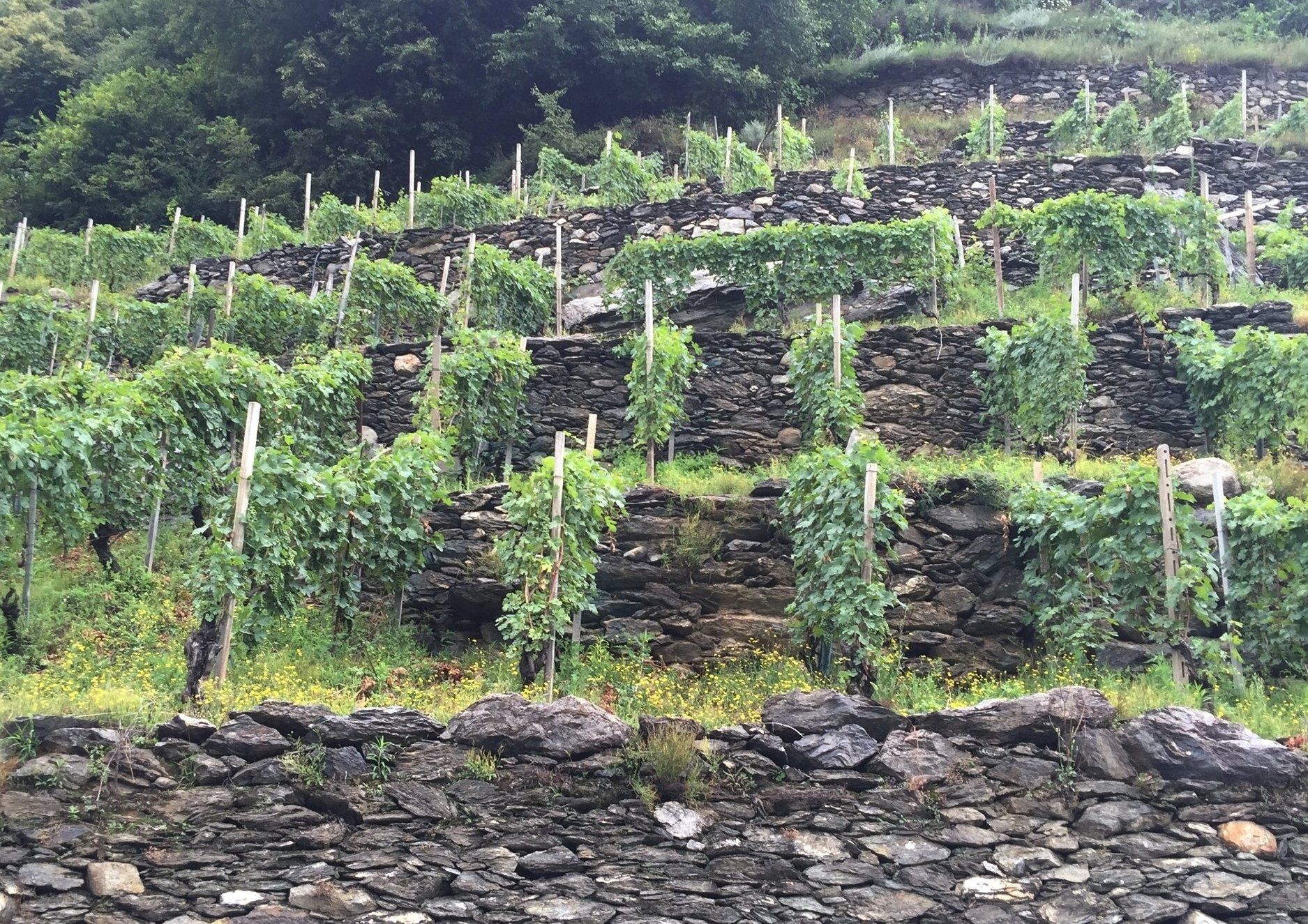 Vineyard on a hillside with stone terraces, green vines, and wooden stakes, at Barbacàn