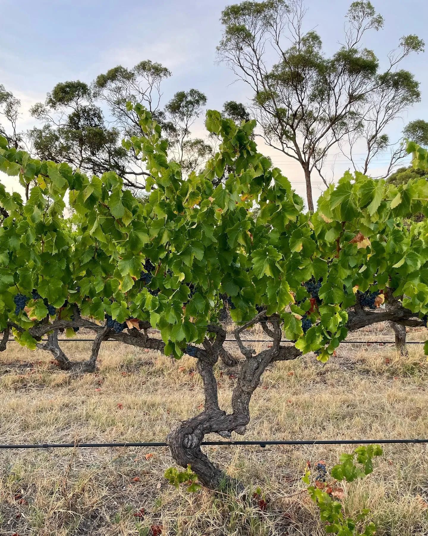 Bonard Vineyard