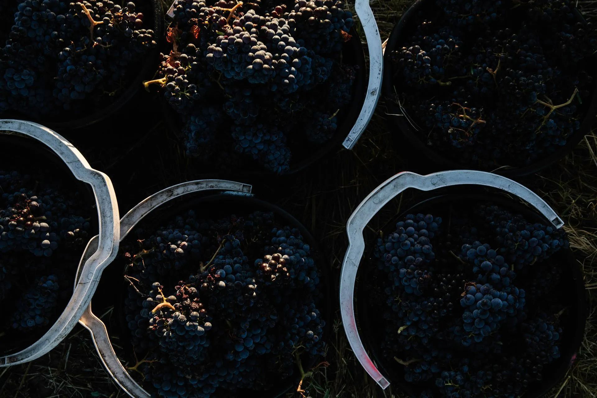Bonard vineyard