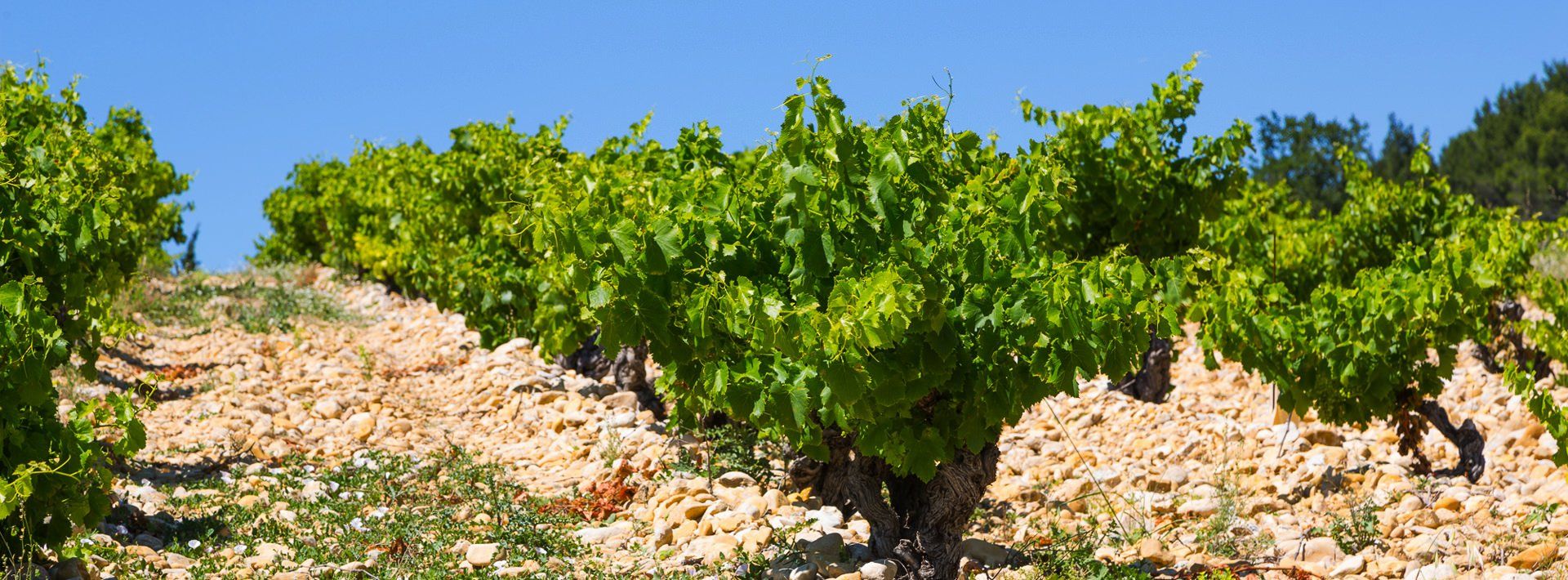 Cave de Cairanne vines with green leaves .
