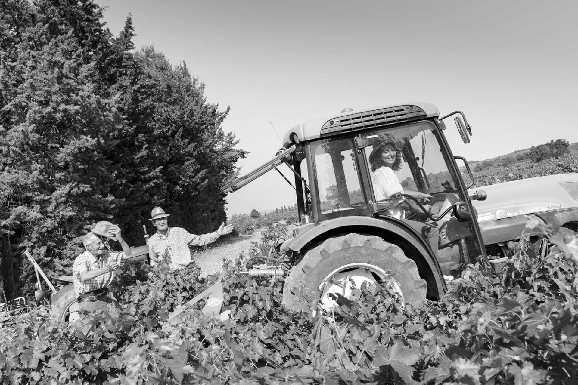 Workers harvesting grapes with a tractor in a vineyard, at Cave de Cairanne