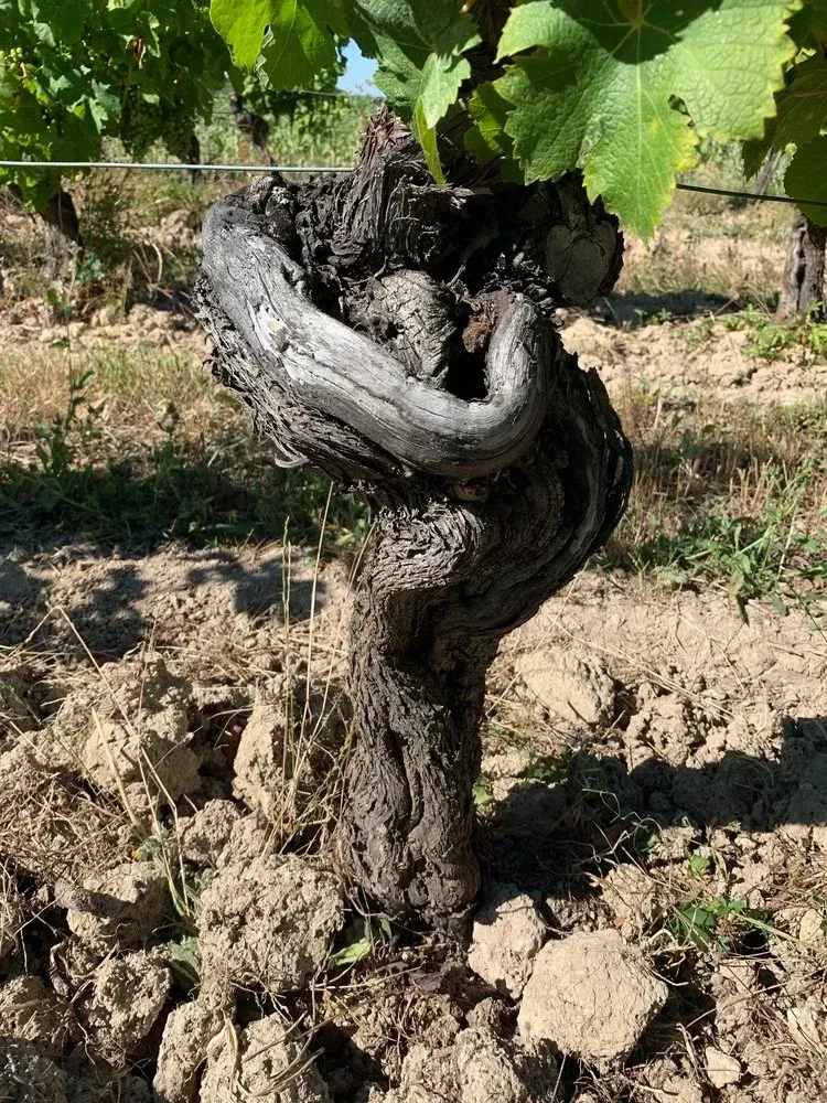 A gnarled grapevine trunk in a vineyard with green leaves and brown soil.