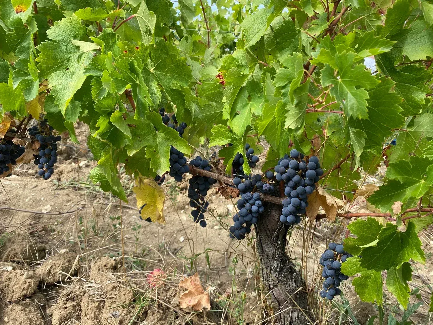 Grape vines with dark purple grapes in a Champ des Treilles vineyard, surrounded by green leaves and brown soil.
