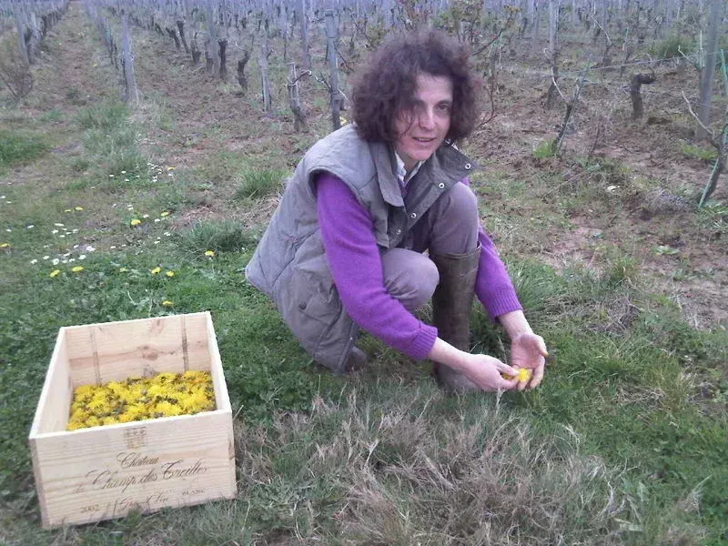 Person crouched in Champ des Treilles vineyard, picking yellow flowers.