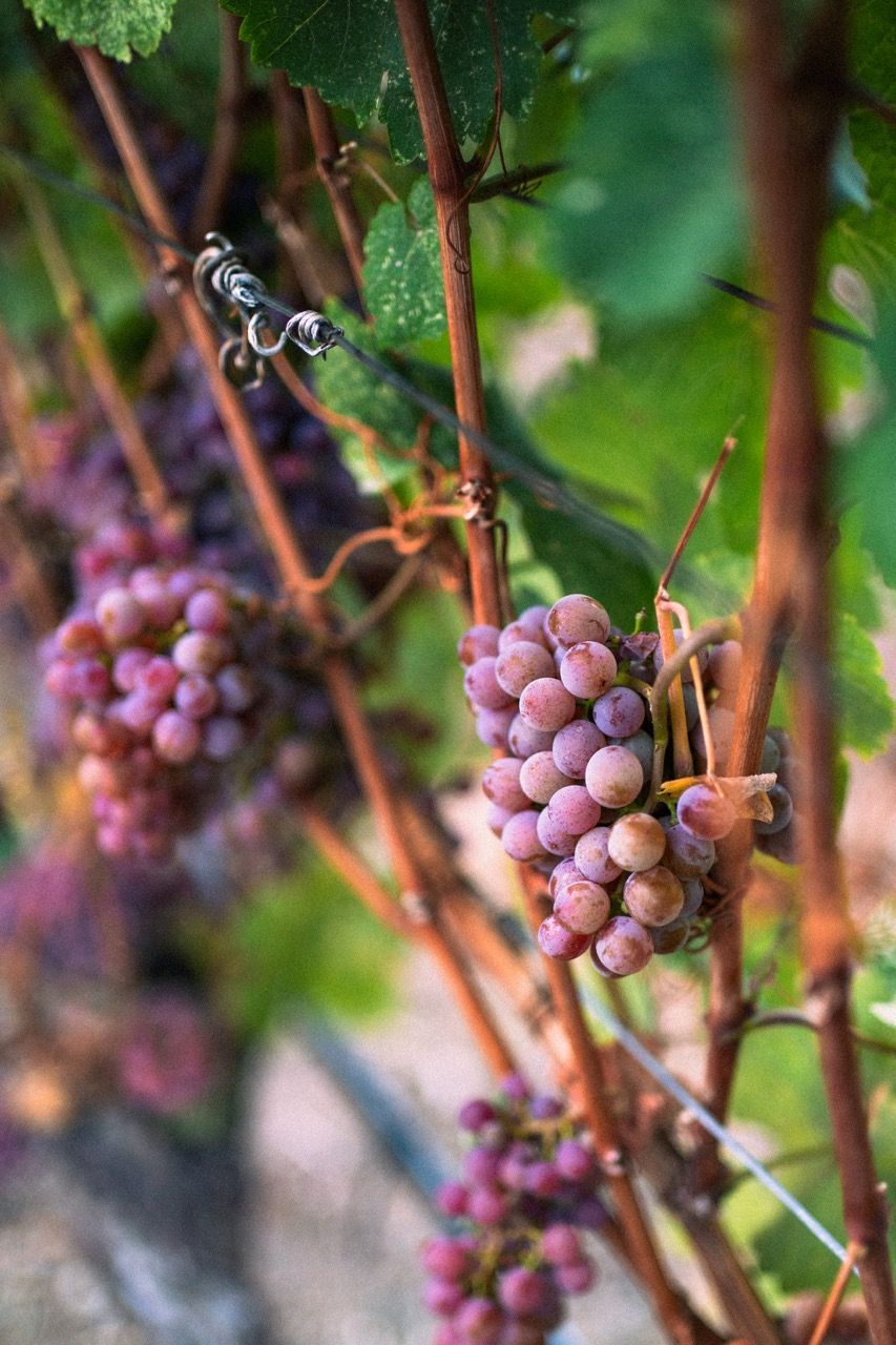 Rust Wine Co.