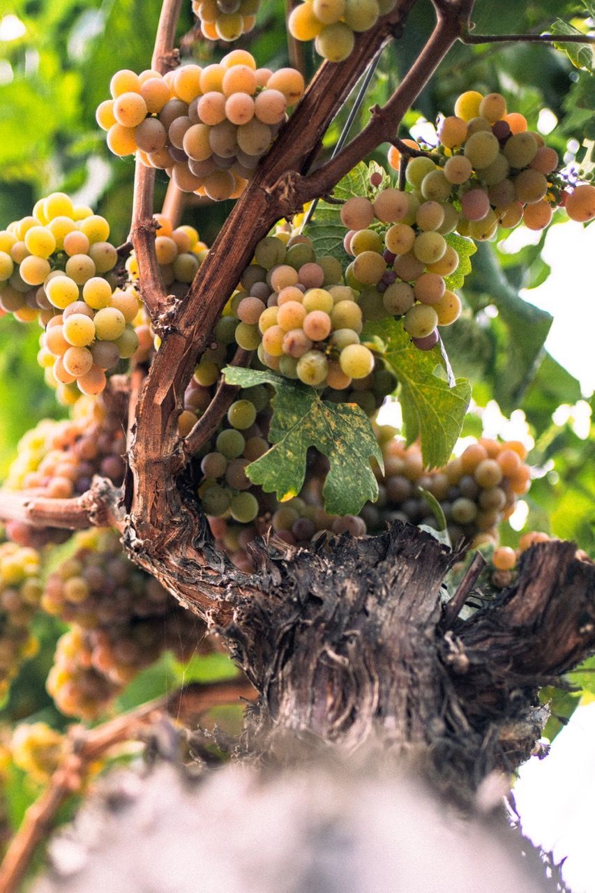 Rust Wine Co.