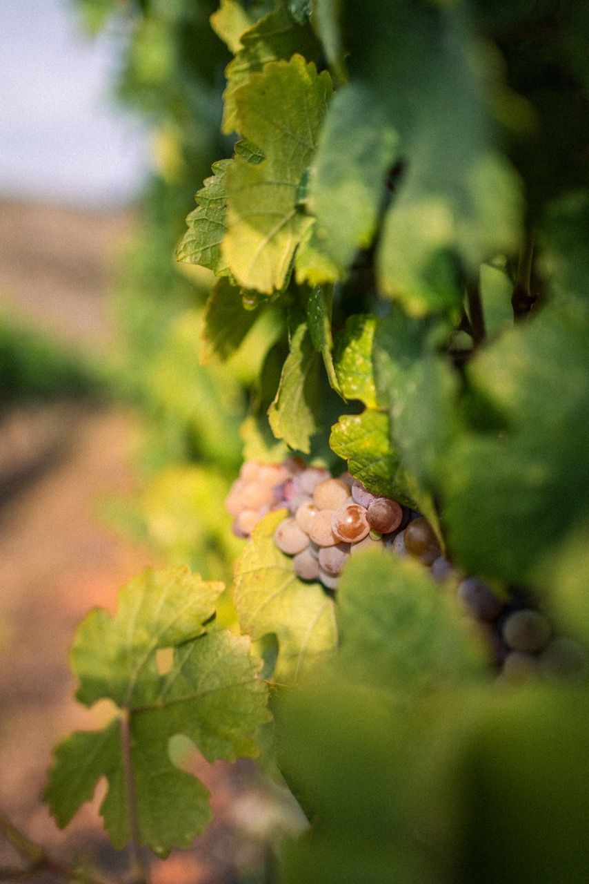 Rust Wine Co.