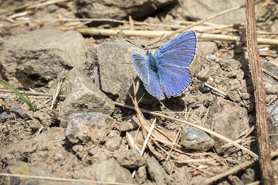 Blue butterfly resting on rocky ground, at Domaine Belargus.