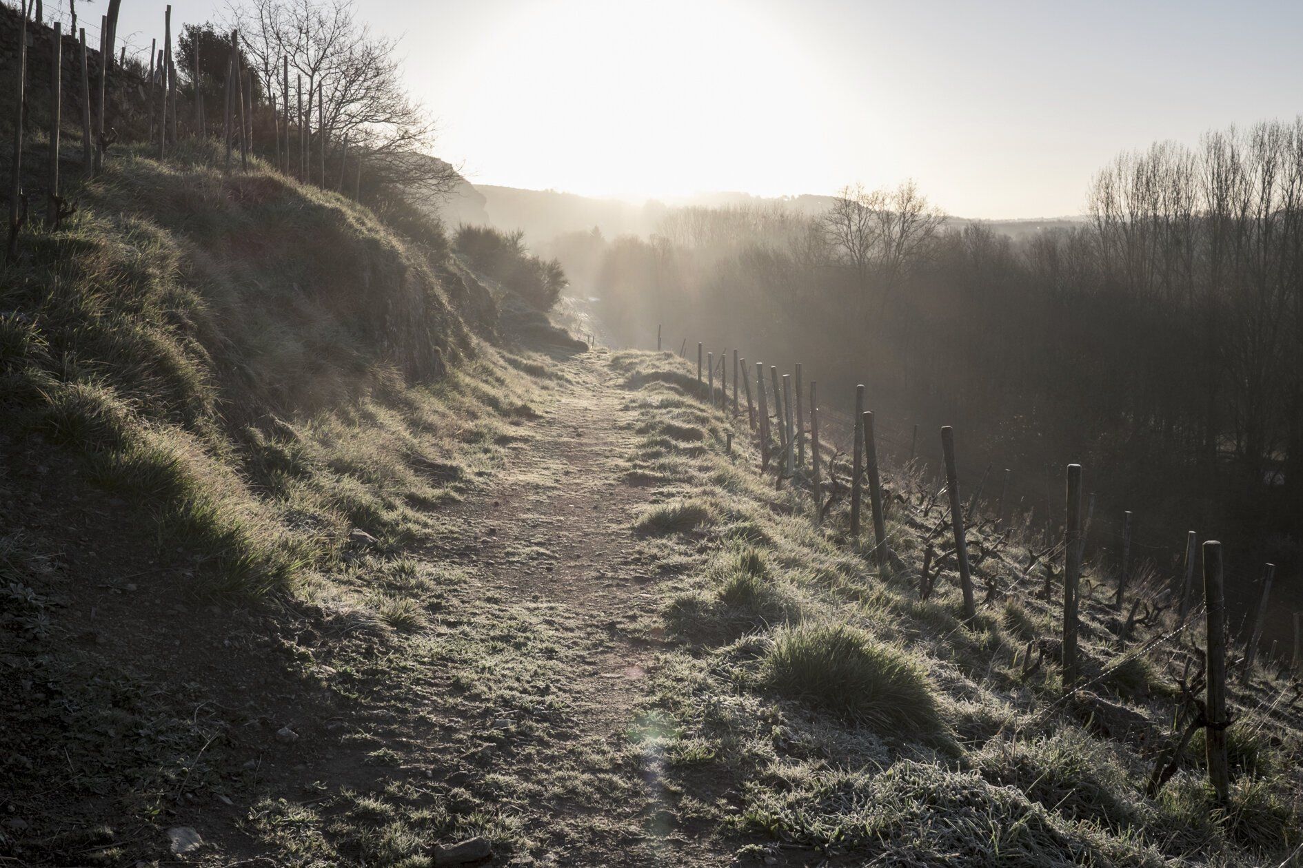 Sunlit path through a vineyard at Domaine Belargus