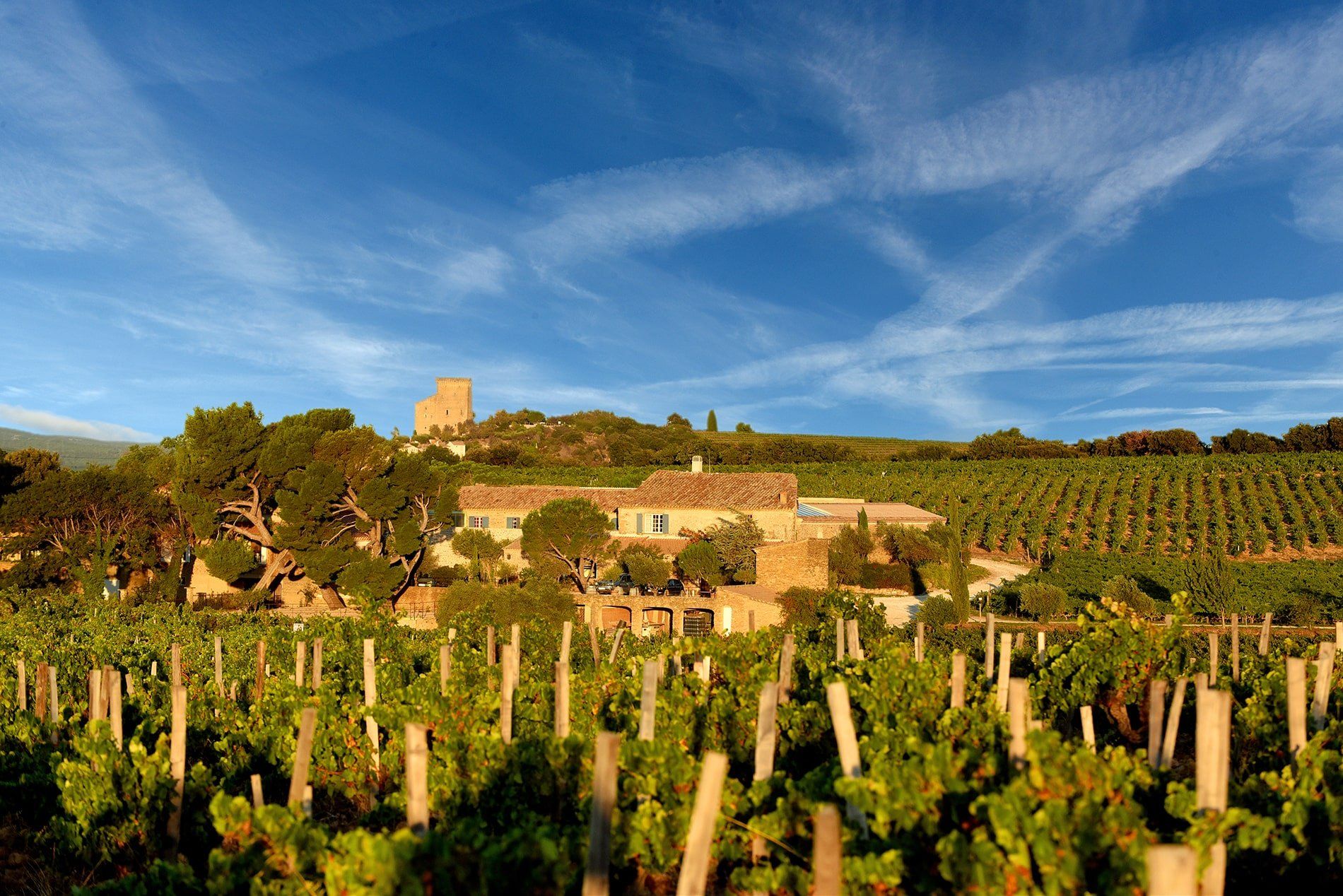Vineyard with rows of grapevines leading to a stone building and tower, at Domaine de la Solitude.