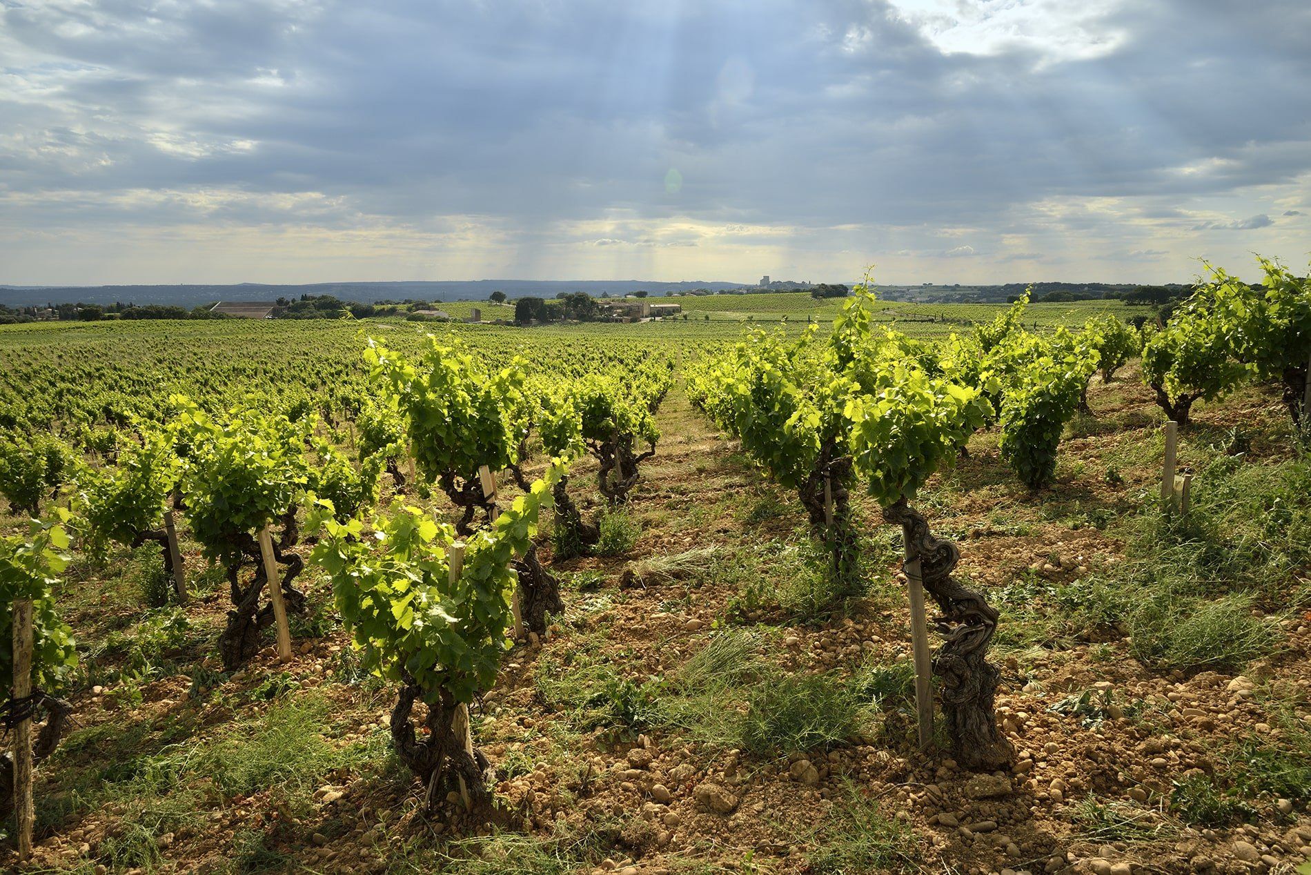 Domaine de la Solitude vineyard under a cloudy sky, with sunlight breaking through.