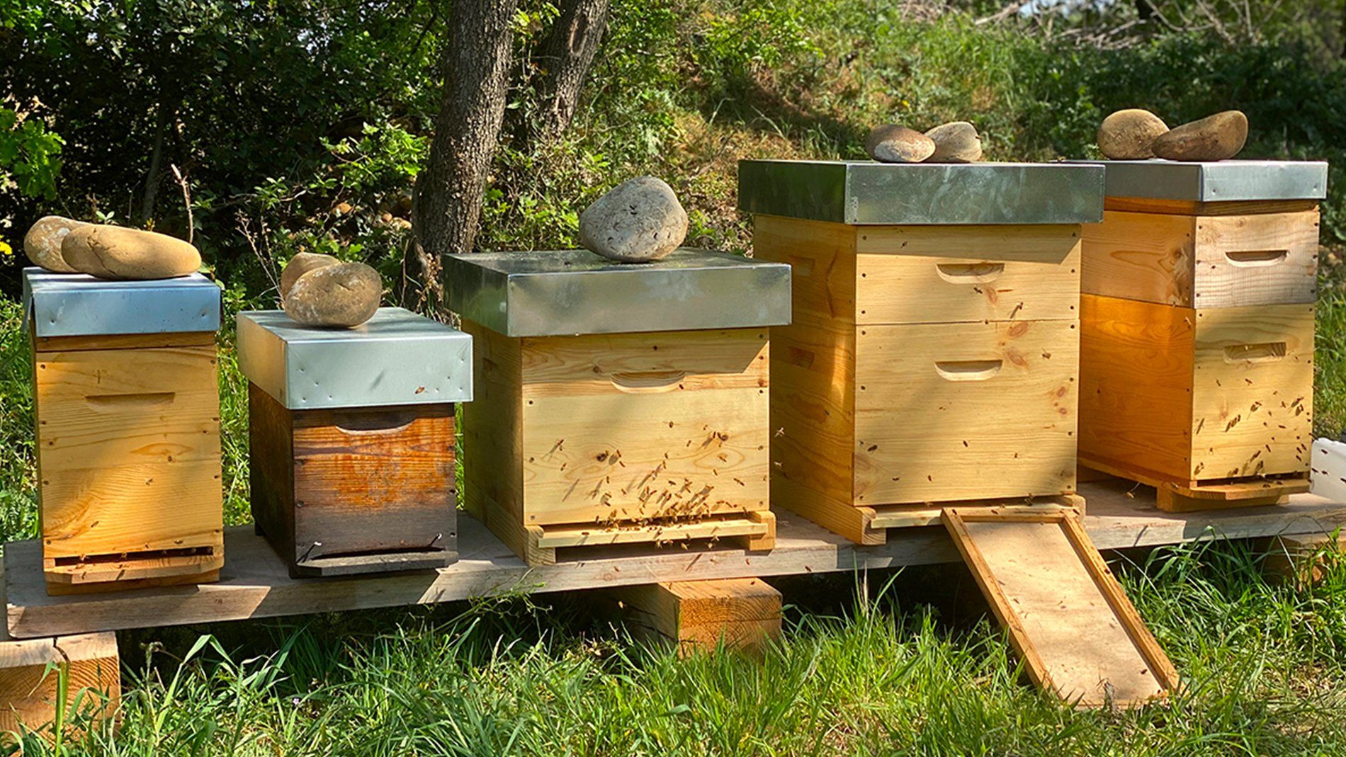 Five wooden beehives, each topped with a stone, at Domaine de la Solitude