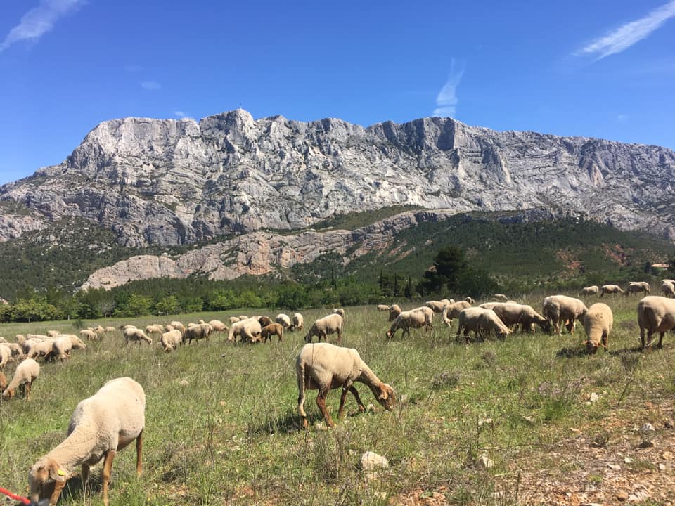 Flock of sheep grazing in a grassy field with a large mountain in the background under a blue sky.