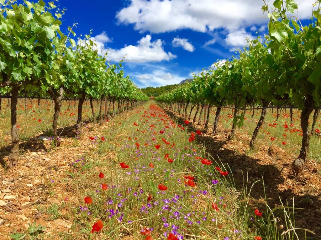 Domaine des Masques vineyards