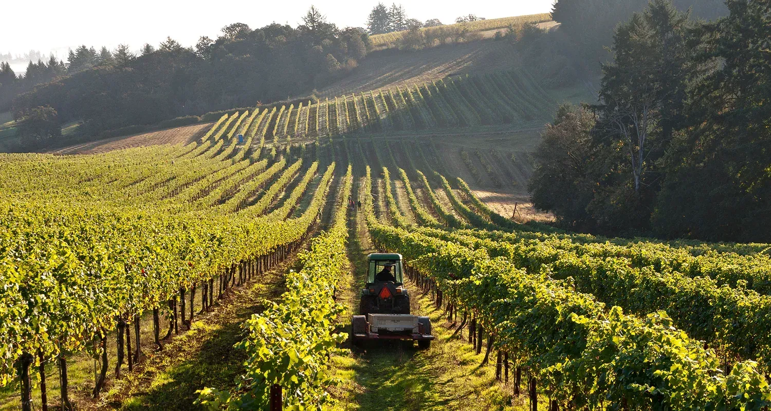Tractor working between rows of grape vines in Evening Land vineyards.
